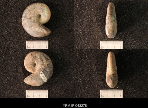 Hoploscaphites nicolletii