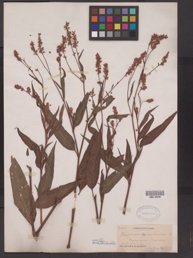 Polygonum pensylvanicum