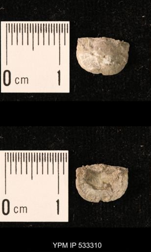 Chonetes sp.