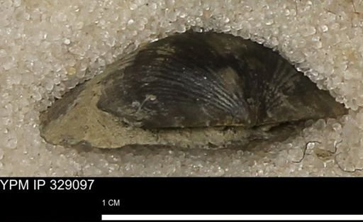 Chonetes scitulus