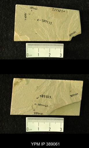 undet. Hexapoda