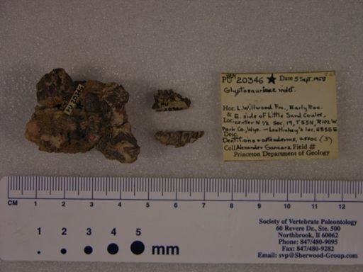 cf. Glyptosaurinae
