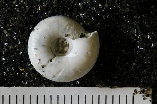 Poecilozonites (Discozonites) reinianus