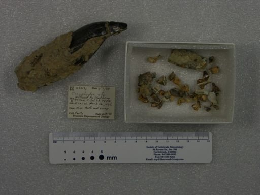Coryphodon sp.