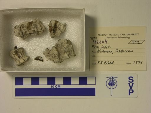 undet. Actinopterygii