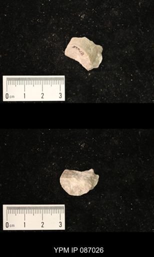 Bucanoceras extensum