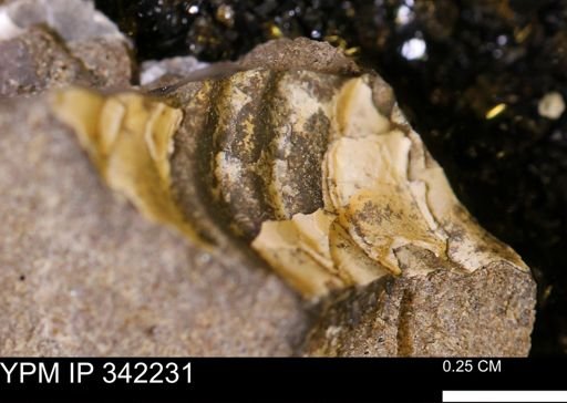 undet. Scaphitidae
