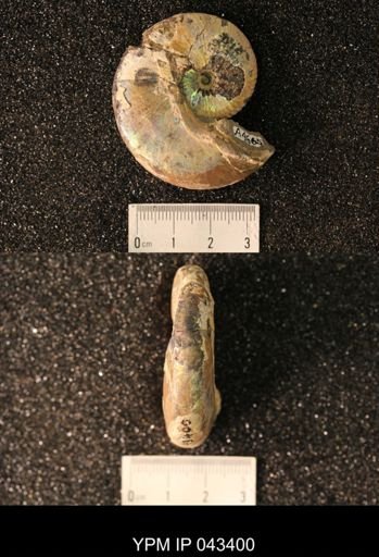 Hoploscaphites nicolletii