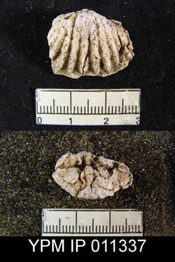 Meekella skenoides
