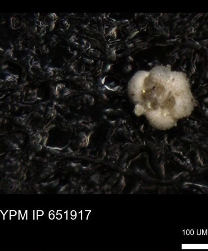 undet. Rugoglobigerinidae