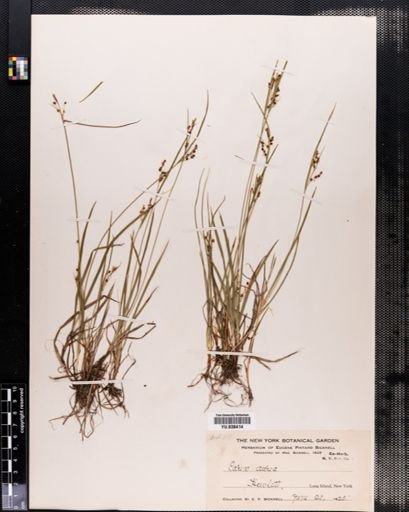 Carex aurea