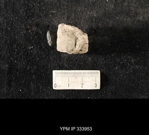 Echinoconchus biseriatus