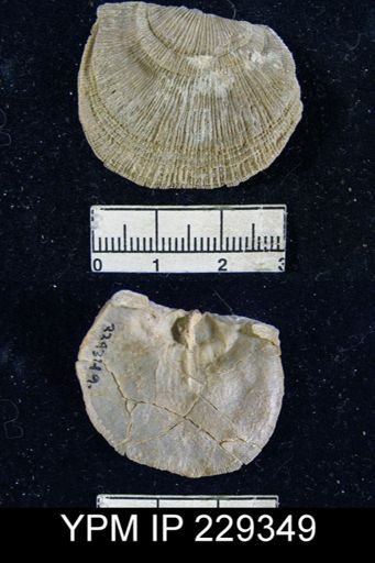 Derbya crassa texana