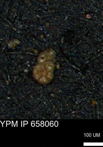 Ammobaculoides phaulus