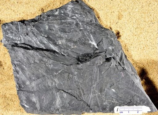 Pecopteris sp.