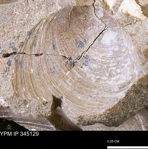 Limopsis striatopunctatus