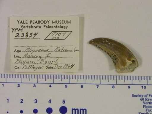 Hyracoidea