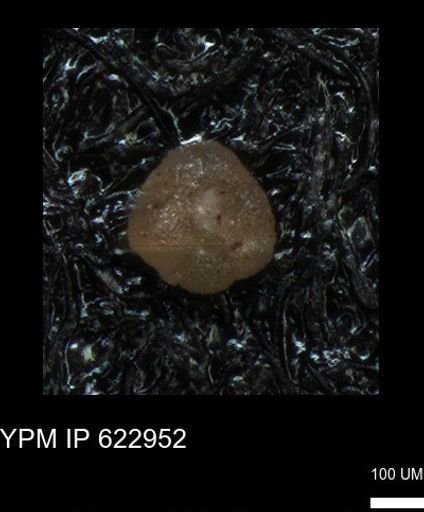 undet. Foraminiferida