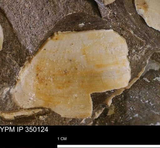 undet. Bivalvia