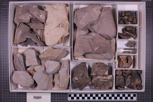 mixed taxa, stratigraphic collection
