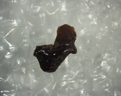 Pantolestes longicaudus