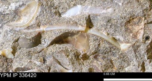 undet. Bivalvia
