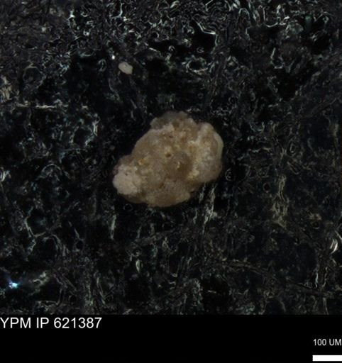 undet. Foraminiferida
