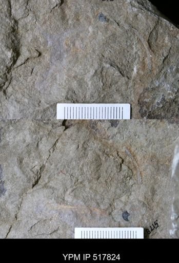 Problematica