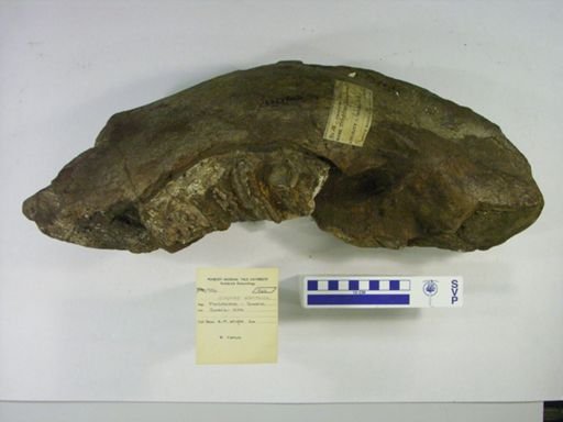 Elephas planifrons