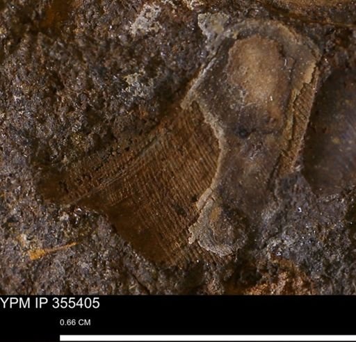 undet. Bivalvia