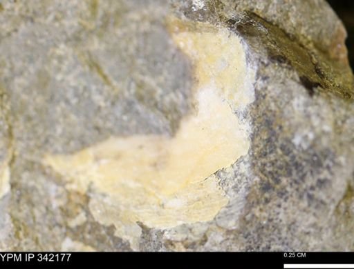 undet. Bivalvia