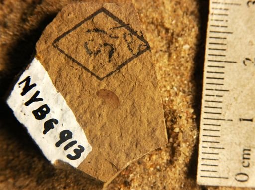 Cercidiphyllum arcticum