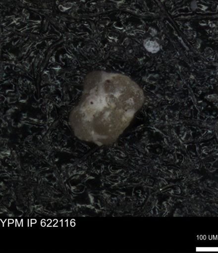 undet. Foraminiferida