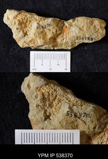 undet. Stelleroidea