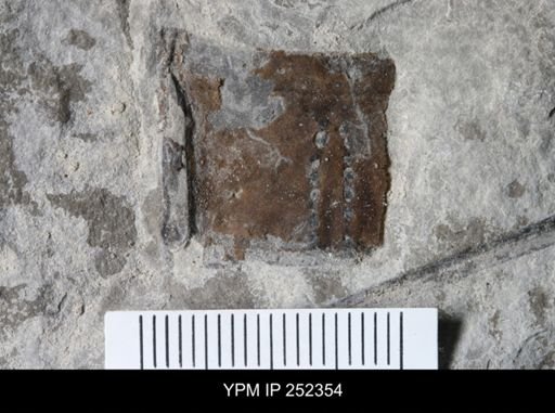 undet. Eurypterida