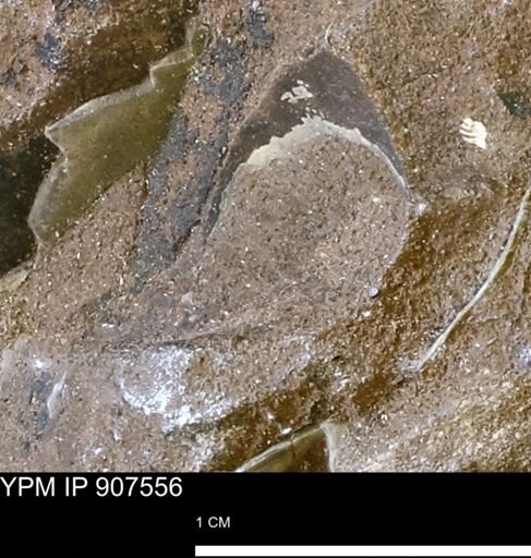 undet. Mollusca