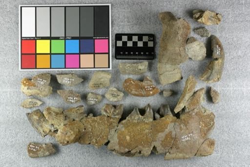 Metamynodon planiceps