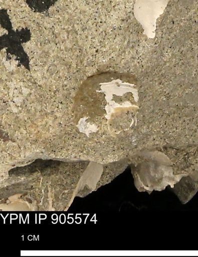 undet. Mollusca