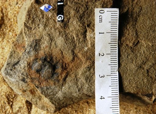 Cheirolepis munsteri
