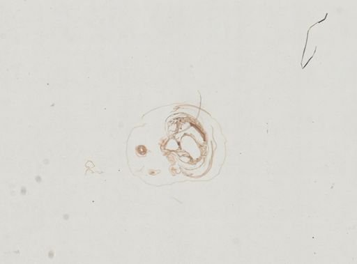 Prenolepis imparis