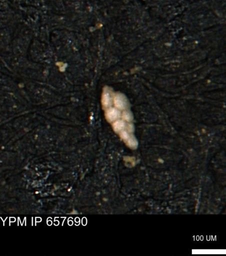 Verneuilinoides kansasensis