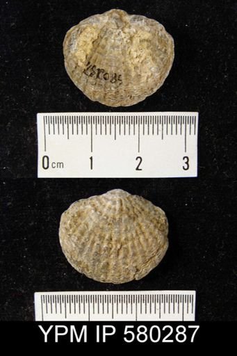 Spinatrypa sp.