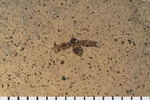 Auchenorrhyncha