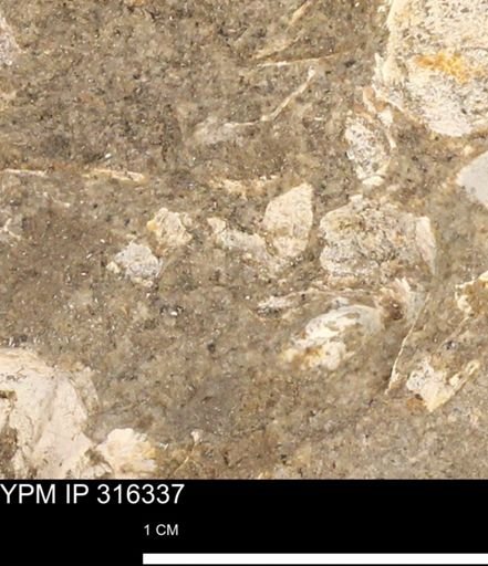 undet. Mollusca
