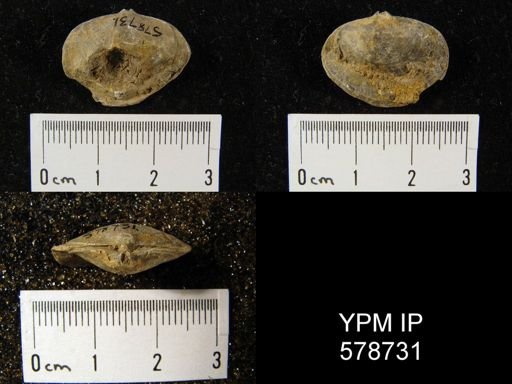 Cleiothyridina elegans