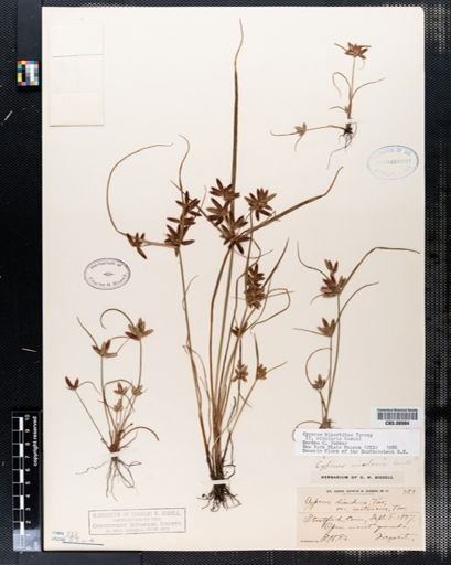 Cyperus bipartitus