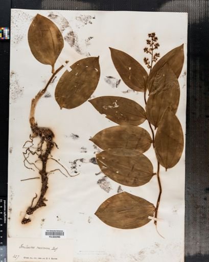 Maianthemum