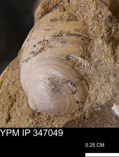 Limopsis striatopunctatus