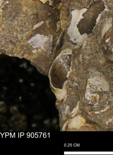 undet. Bivalvia