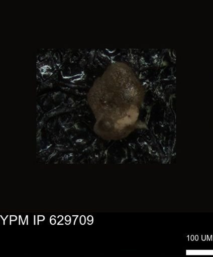 undet. Foraminiferida